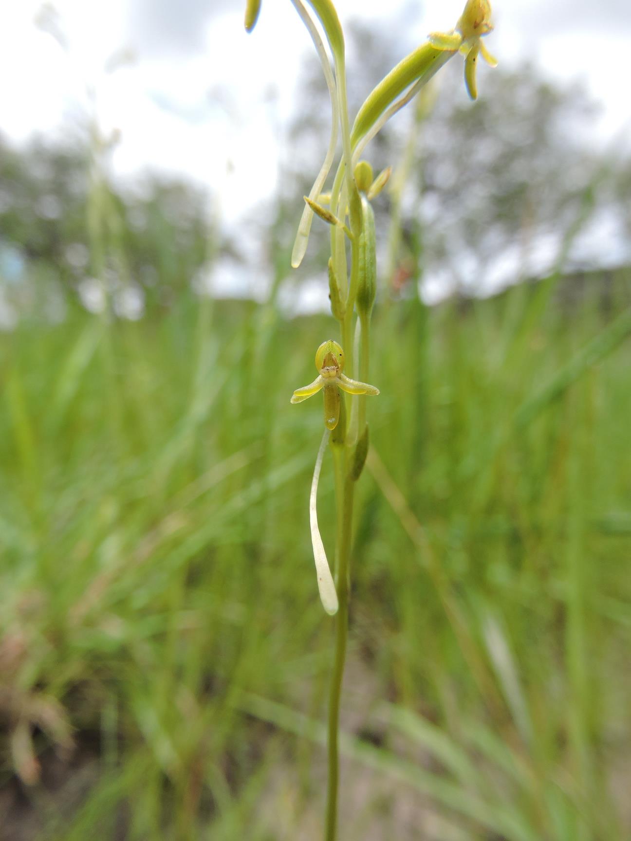 Platycoryne isoetifolia