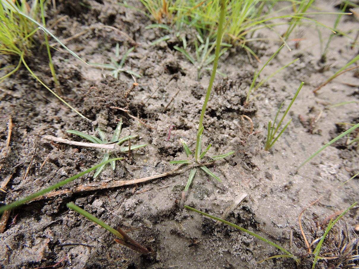 Platycoryne isoetifolia