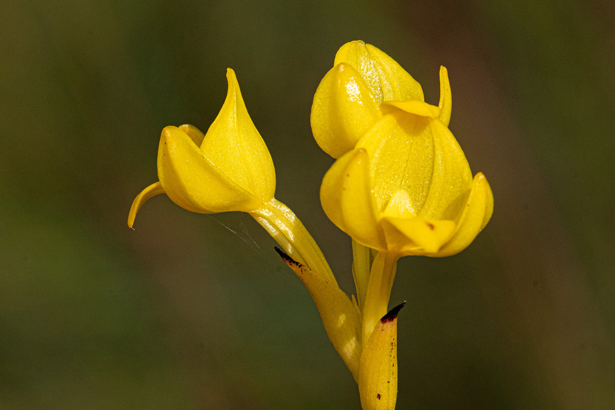 Platycoryne latipetala var. latipetala Platycoryne latipetala var. latipetala