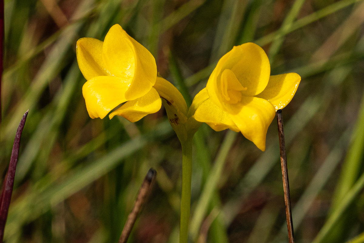Platycoryne latipetala var. latipetala Platycoryne latipetala var. latipetala