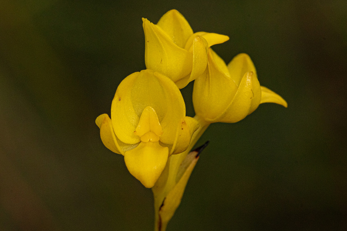 Platycoryne latipetala var. latipetala Platycoryne latipetala var. latipetala