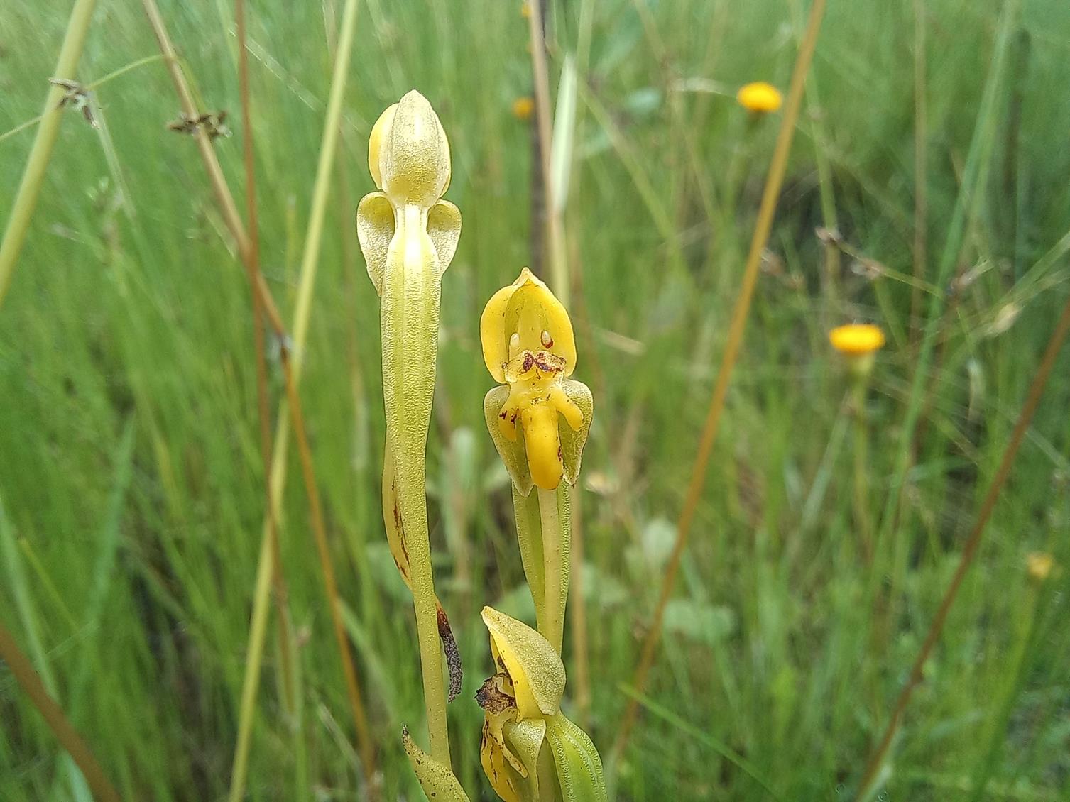 Platycoryne trilobata