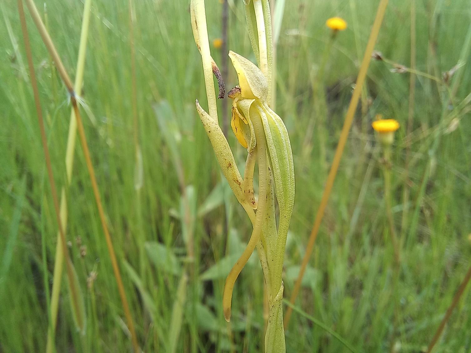 Platycoryne trilobata