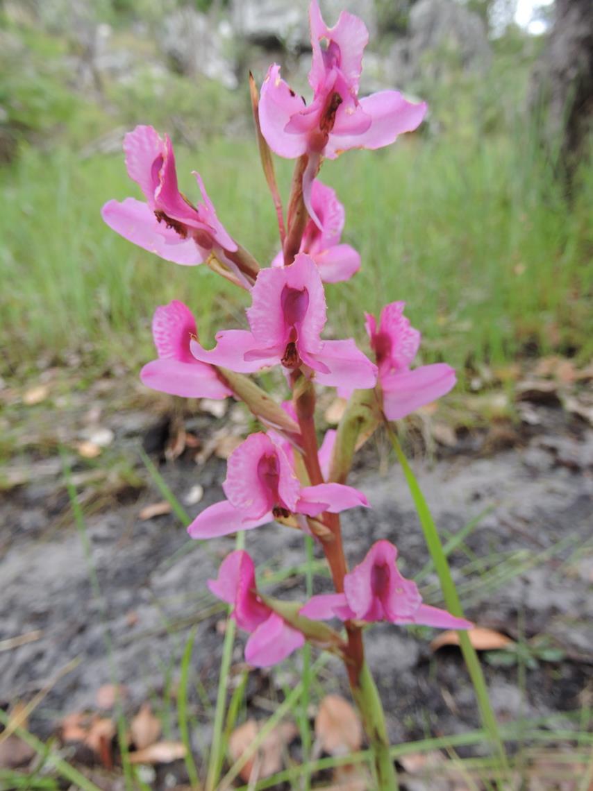 Disa engleriana