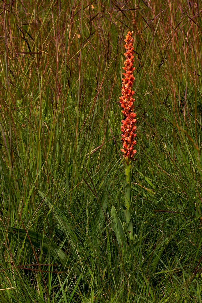 Disa satyriopsis Disa satyriopsis