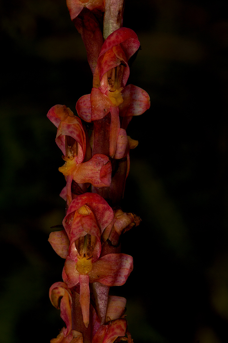 Disa satyriopsis