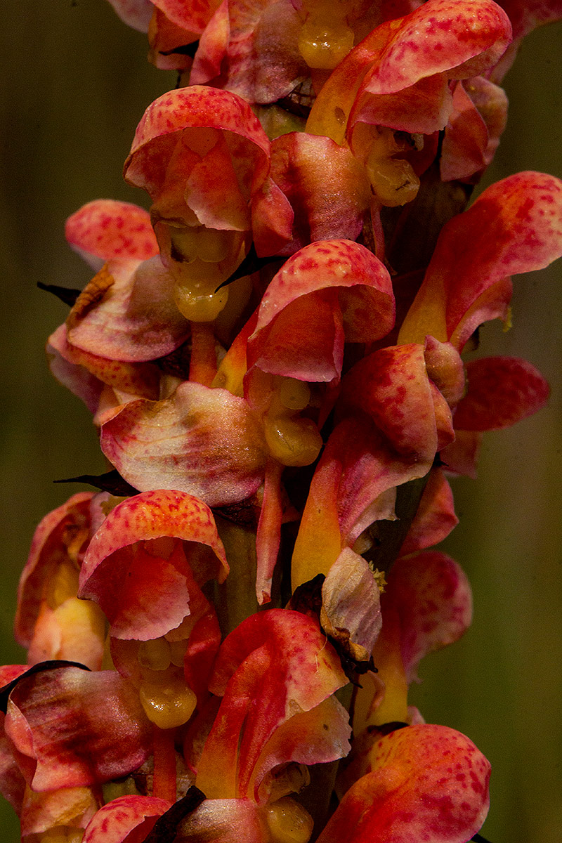 Disa satyriopsis Disa satyriopsis
