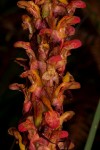 Disa satyriopsis