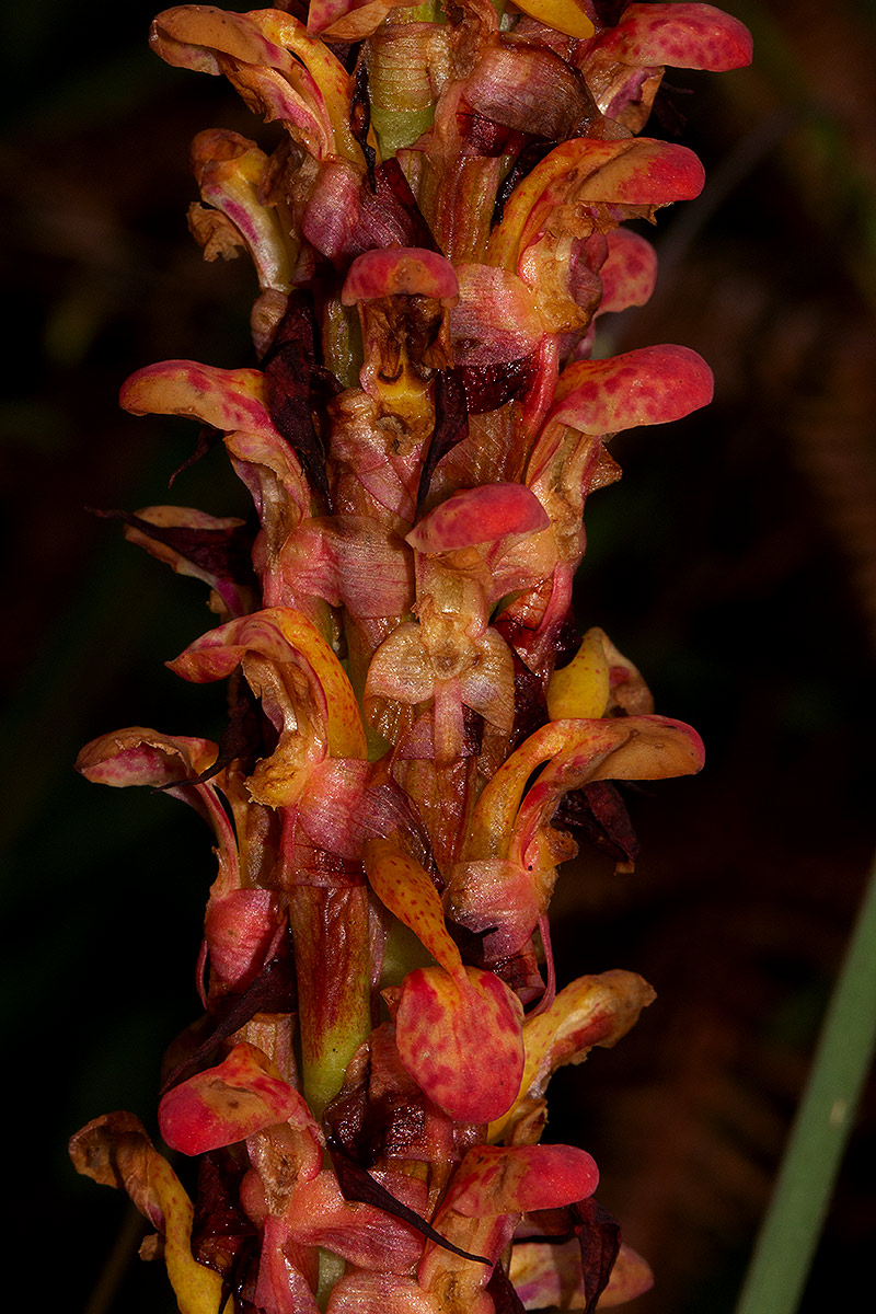 Disa satyriopsis