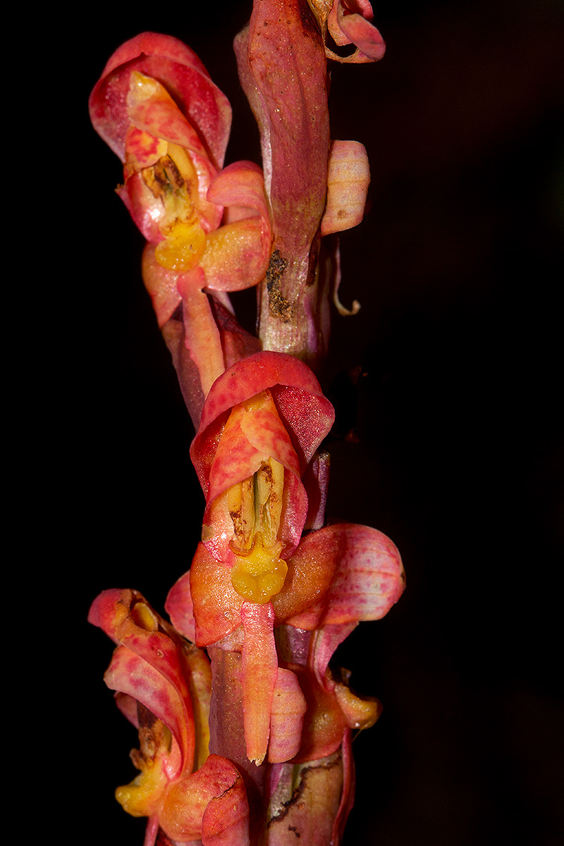 Disa satyriopsis