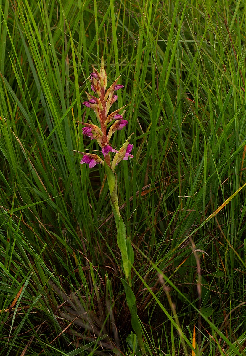 Disa ukingensis
