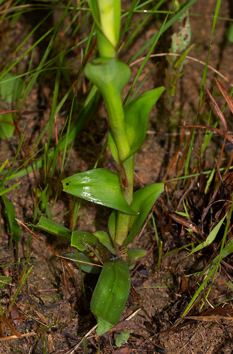 Disa ukingensis