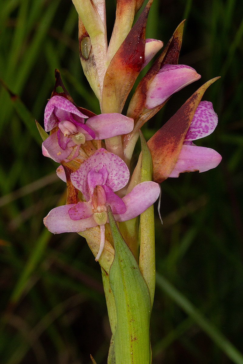 Disa ukingensis Disa ukingensis