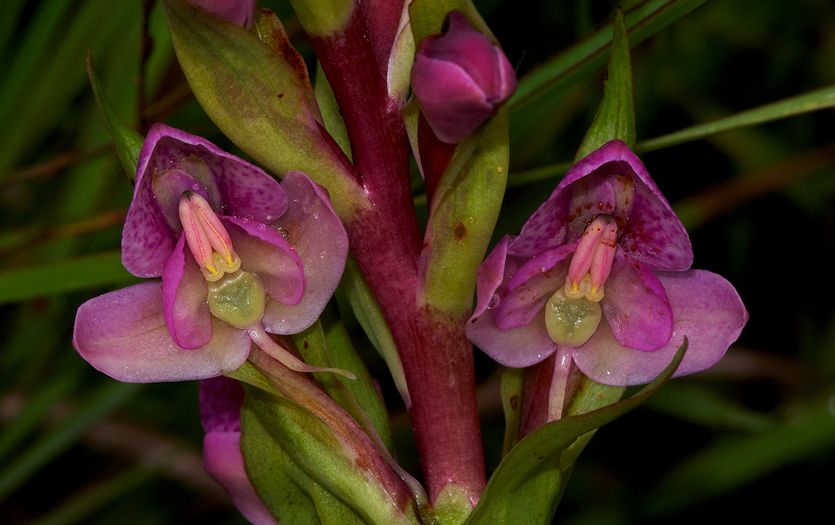 Disa ukingensis Disa ukingensis