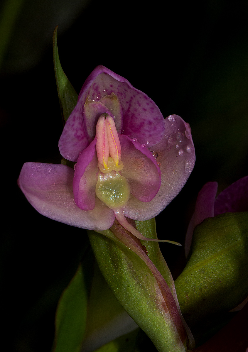Disa ukingensis