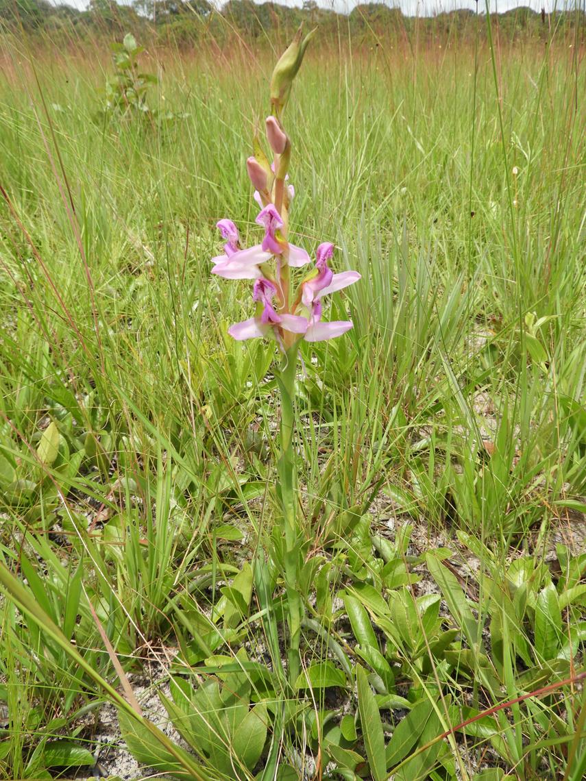 Disa verdickii