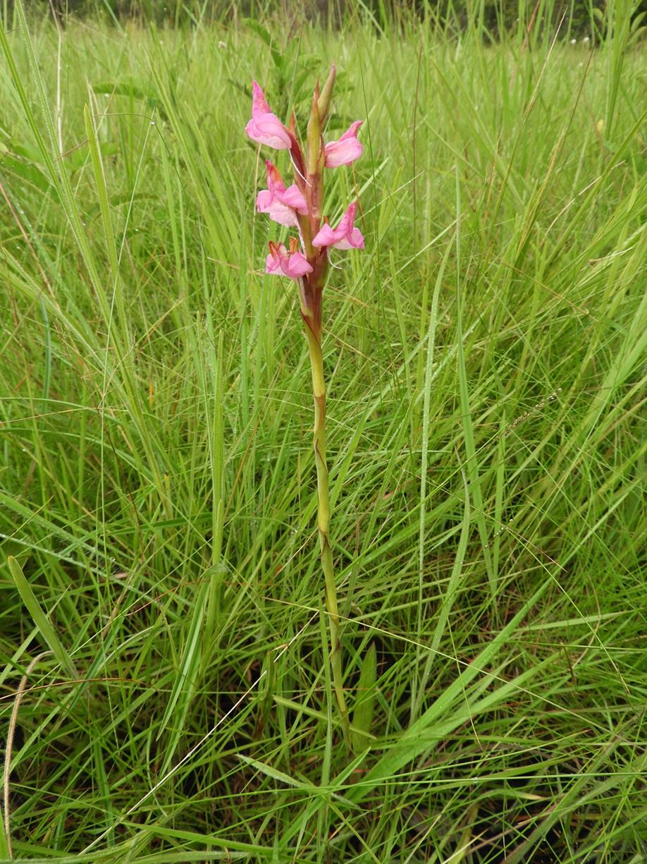 Disa welwitschii subsp. occultans