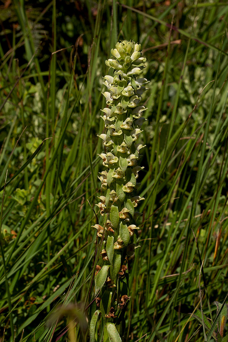 Satyrium amblyosaccos