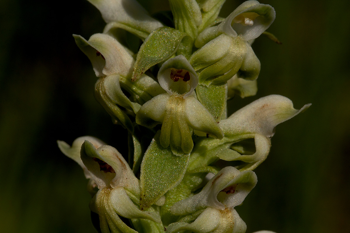 Satyrium amblyosaccos