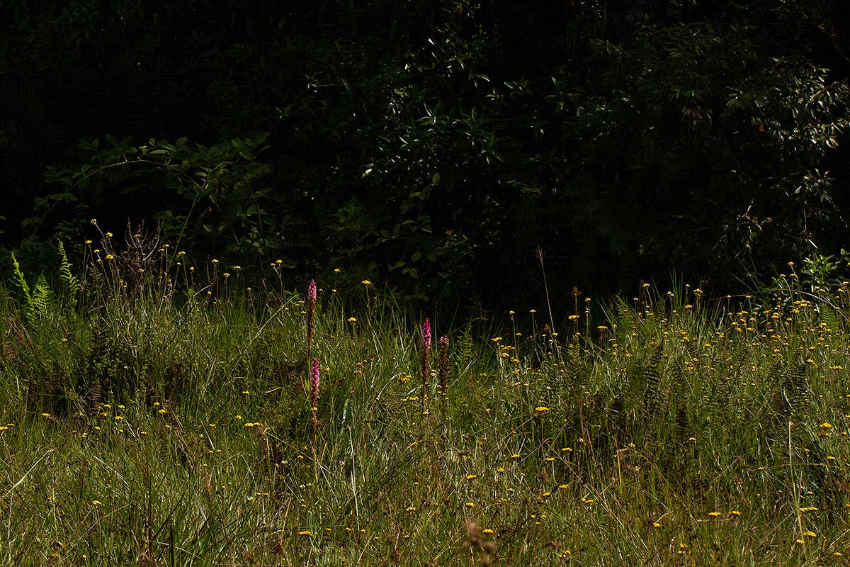 Satyrium crassicaule
