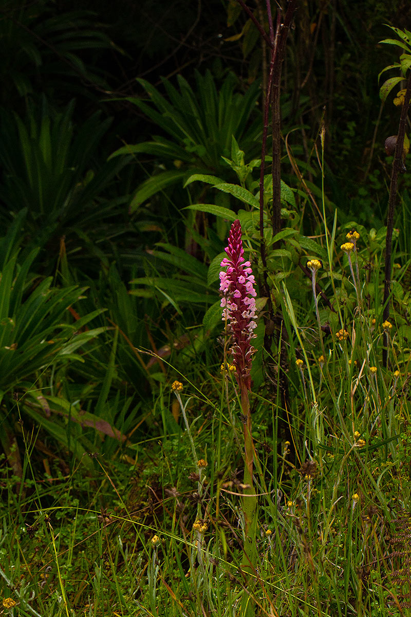 Satyrium crassicaule