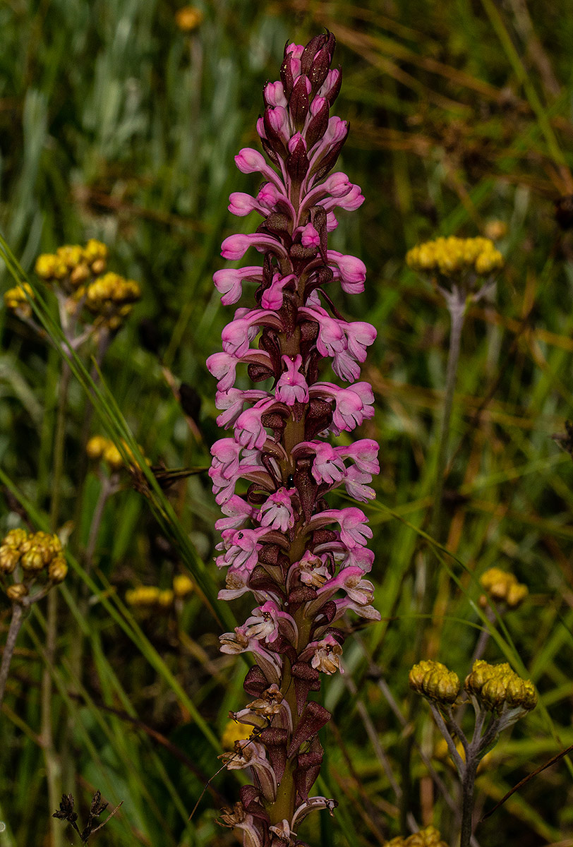 Satyrium crassicaule
