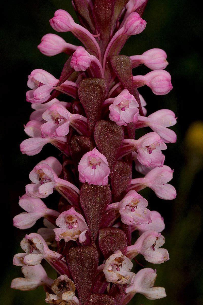 Satyrium crassicaule