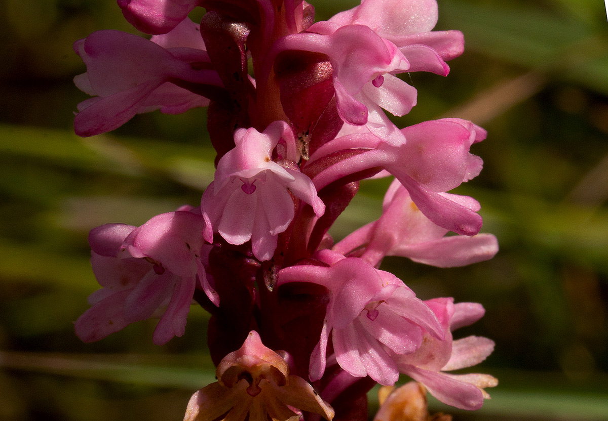 Satyrium crassicaule