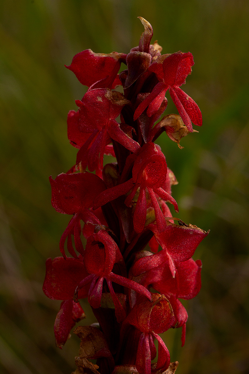 Satyrium monadenum Satyrium monadenum