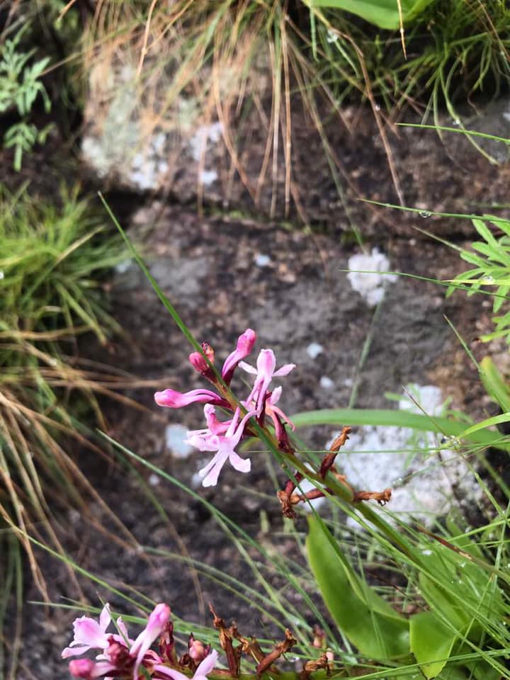 Satyrium rhynchanthoides