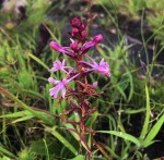 Satyrium rhynchanthoides