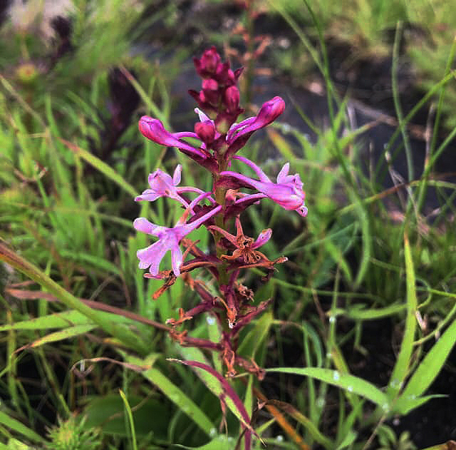 Satyrium rhynchanthoides Satyrium rhynchanthoides