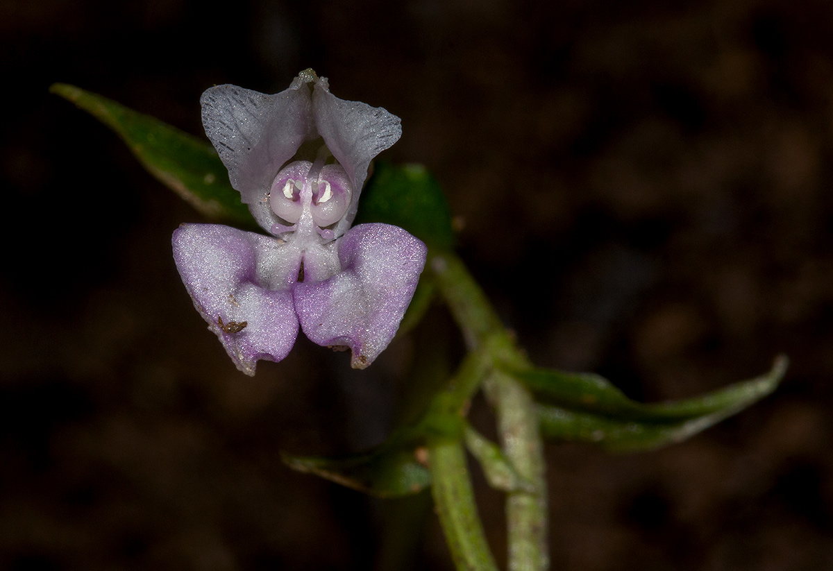 Disperis aphylla subsp. bifolia