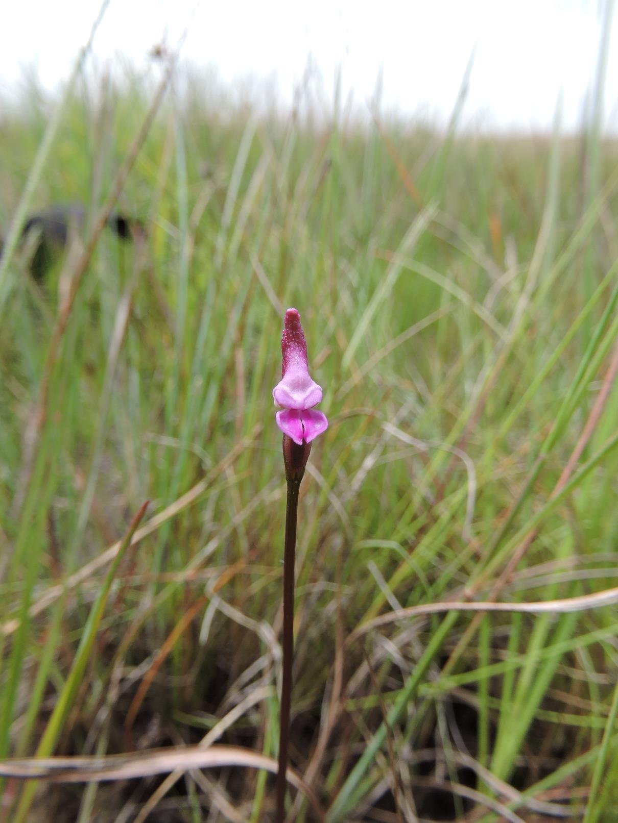 Disperis breviloba Disperis breviloba