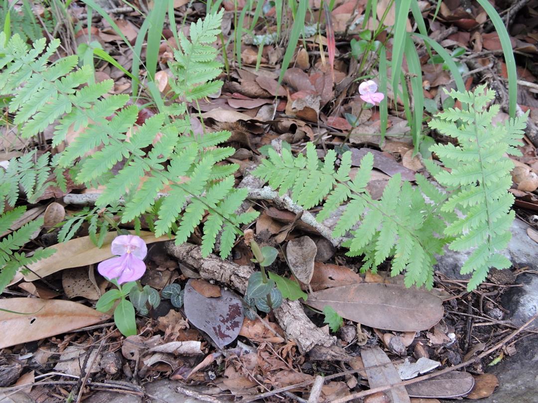 Disperis katangensis var. katangensis