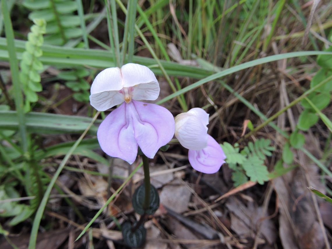 Disperis katangensis var. katangensis