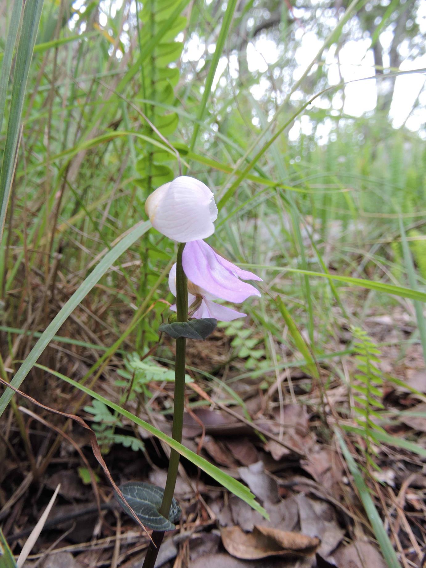 Disperis katangensis var. katangensis