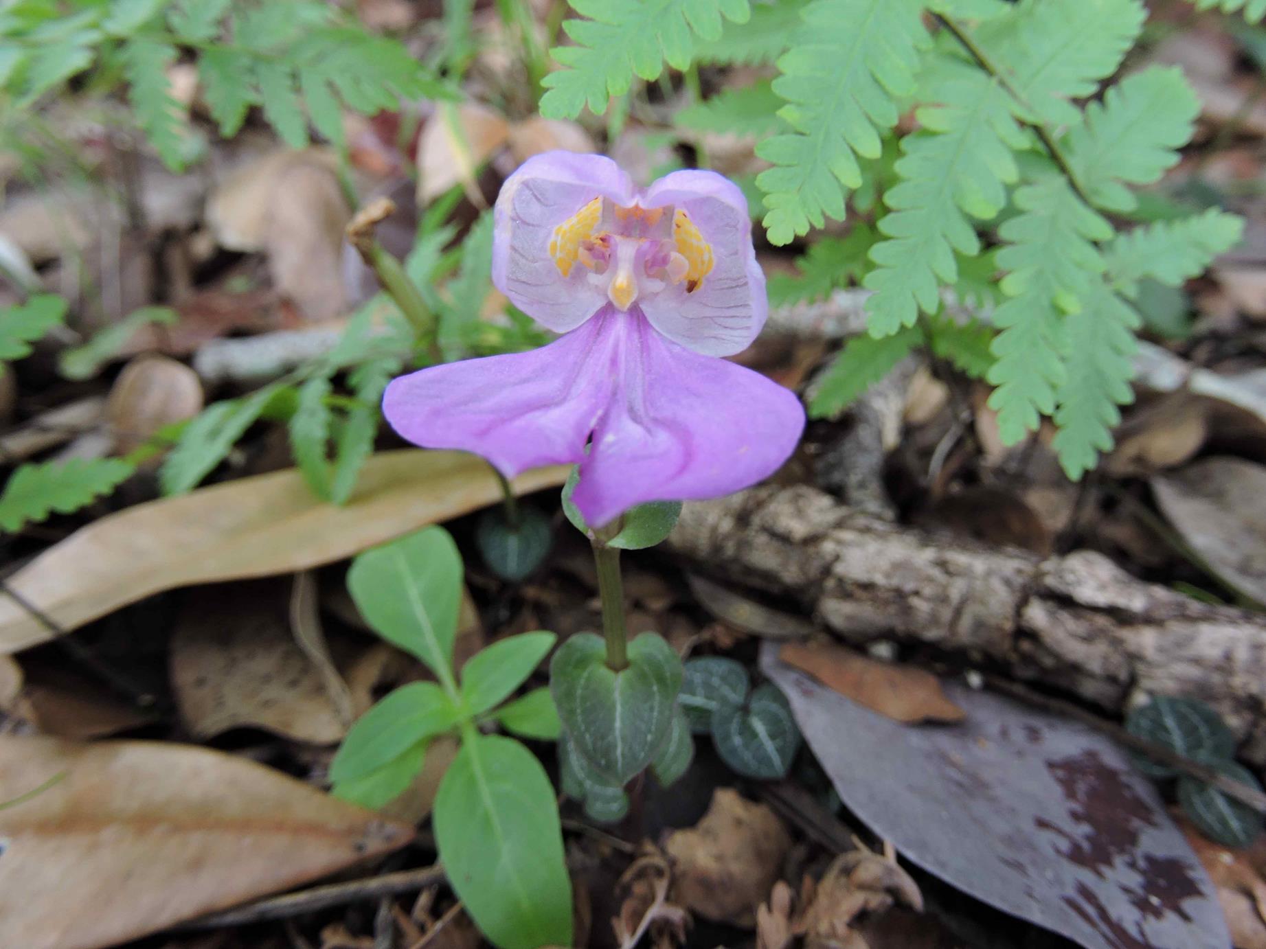 Disperis katangensis var. katangensis