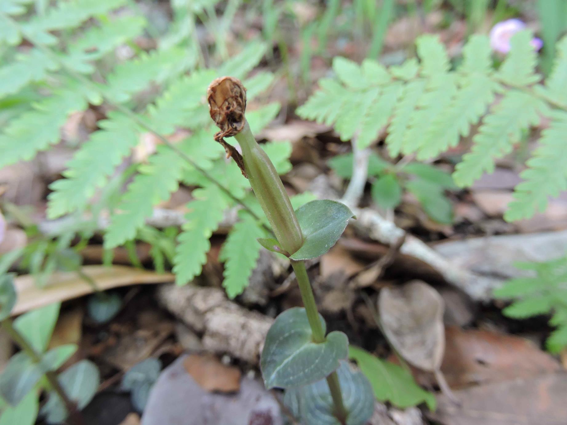 Disperis katangensis var. katangensis