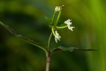 Disperis thomensis