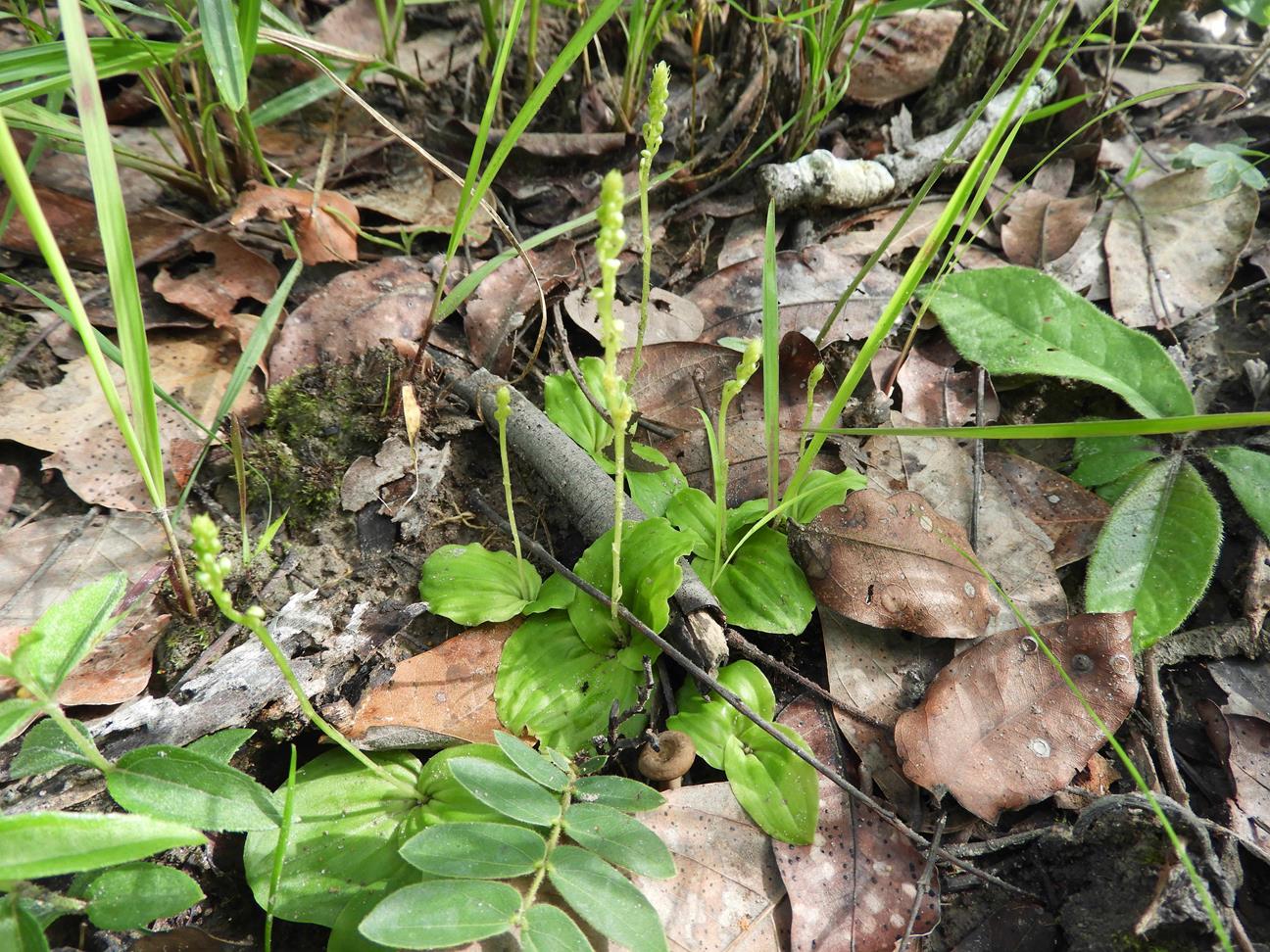 Malaxis katangensis var. katangensis