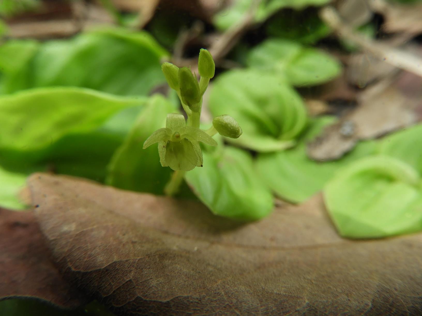 Malaxis schliebenii Malaxis schliebenii