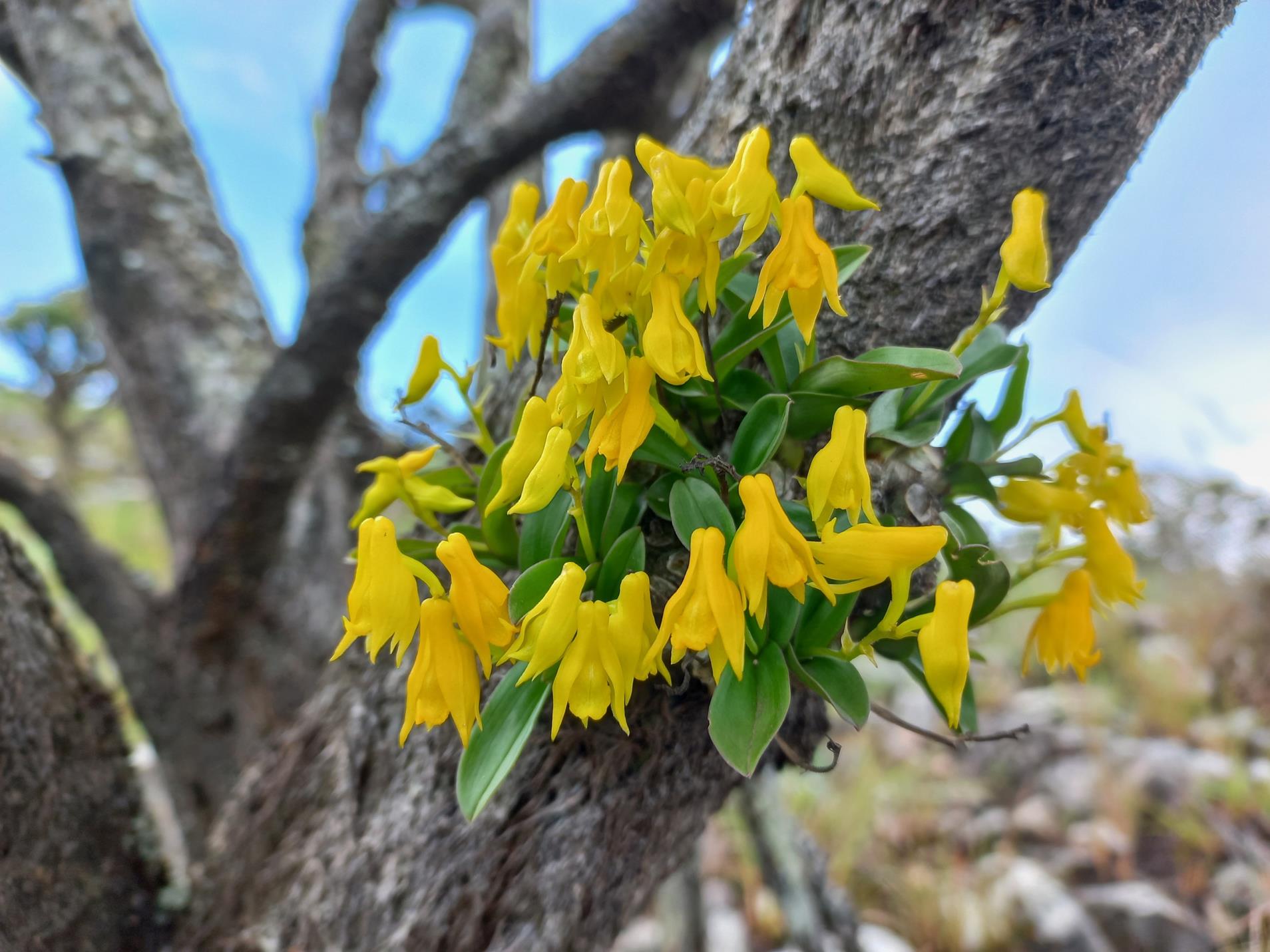Polystachya mafingensis