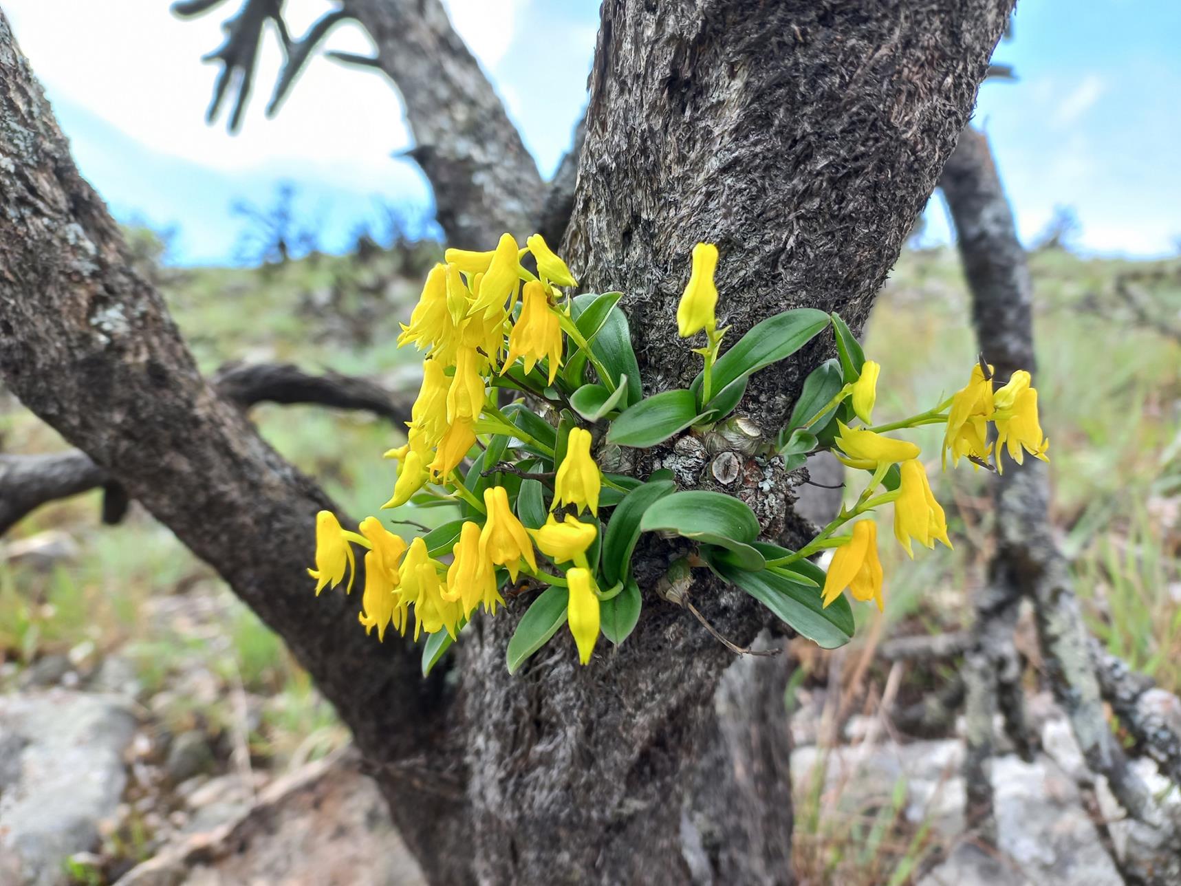 Polystachya mafingensis