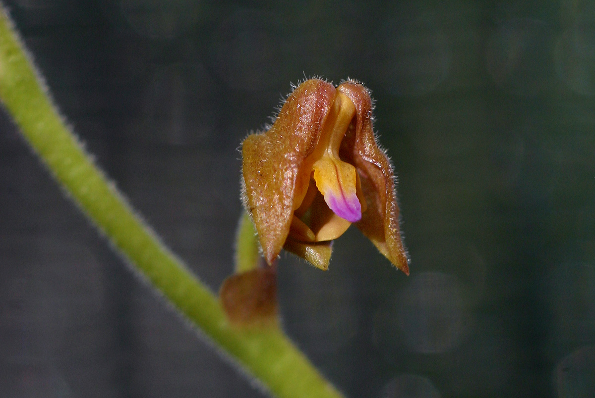 Polystachya holmesiana Polystachya holmesiana