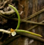 Nephrangis filiformis