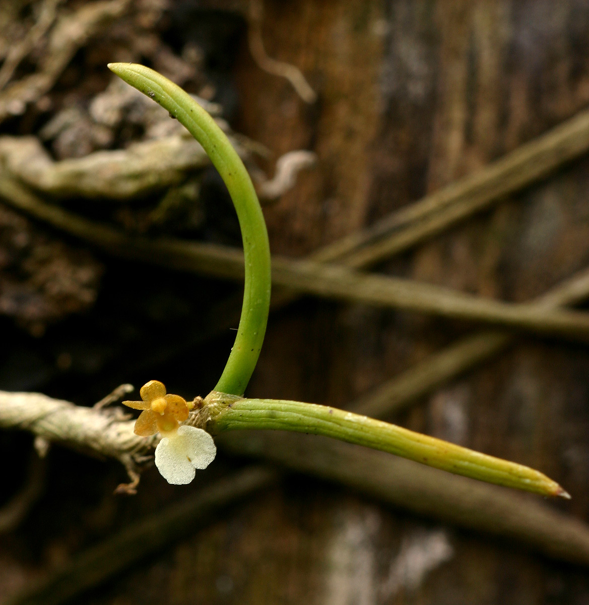 Nephrangis filiformis