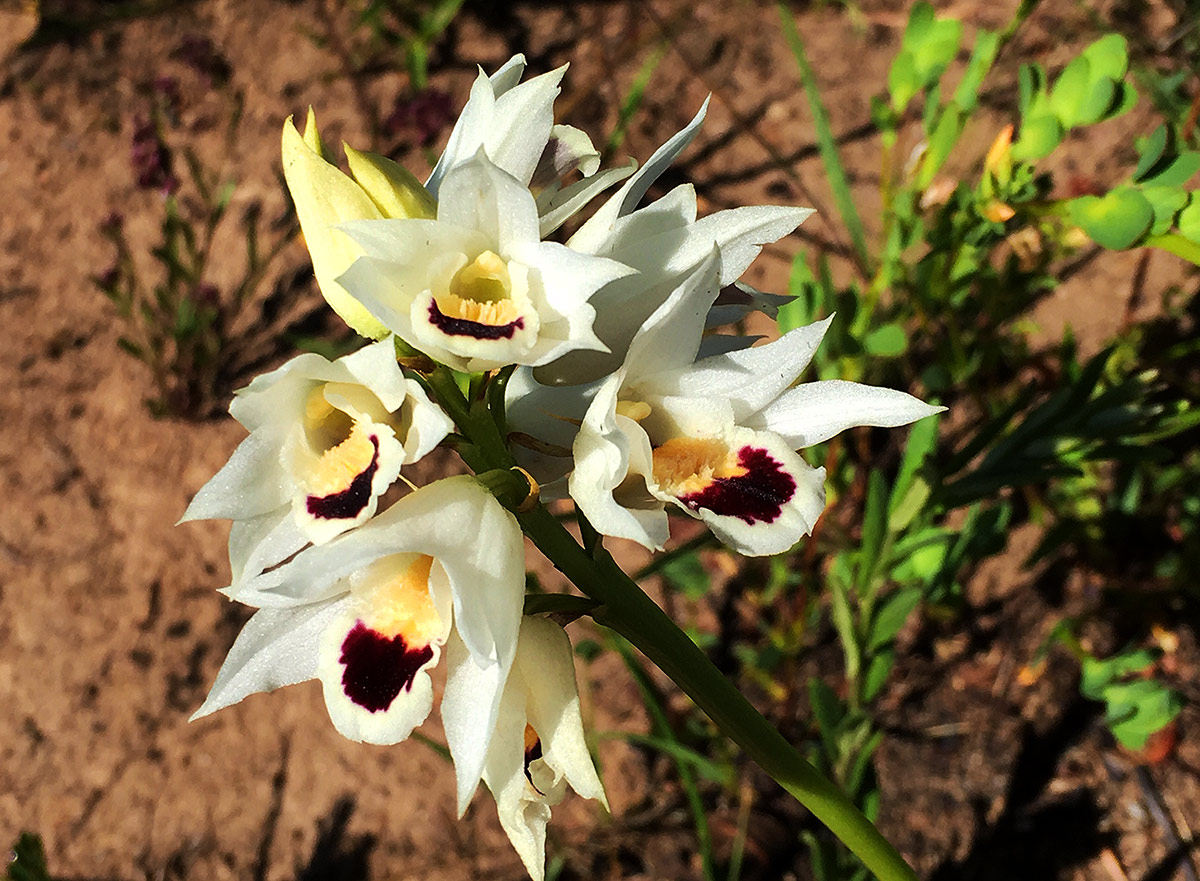 Orthochilus thomsonii