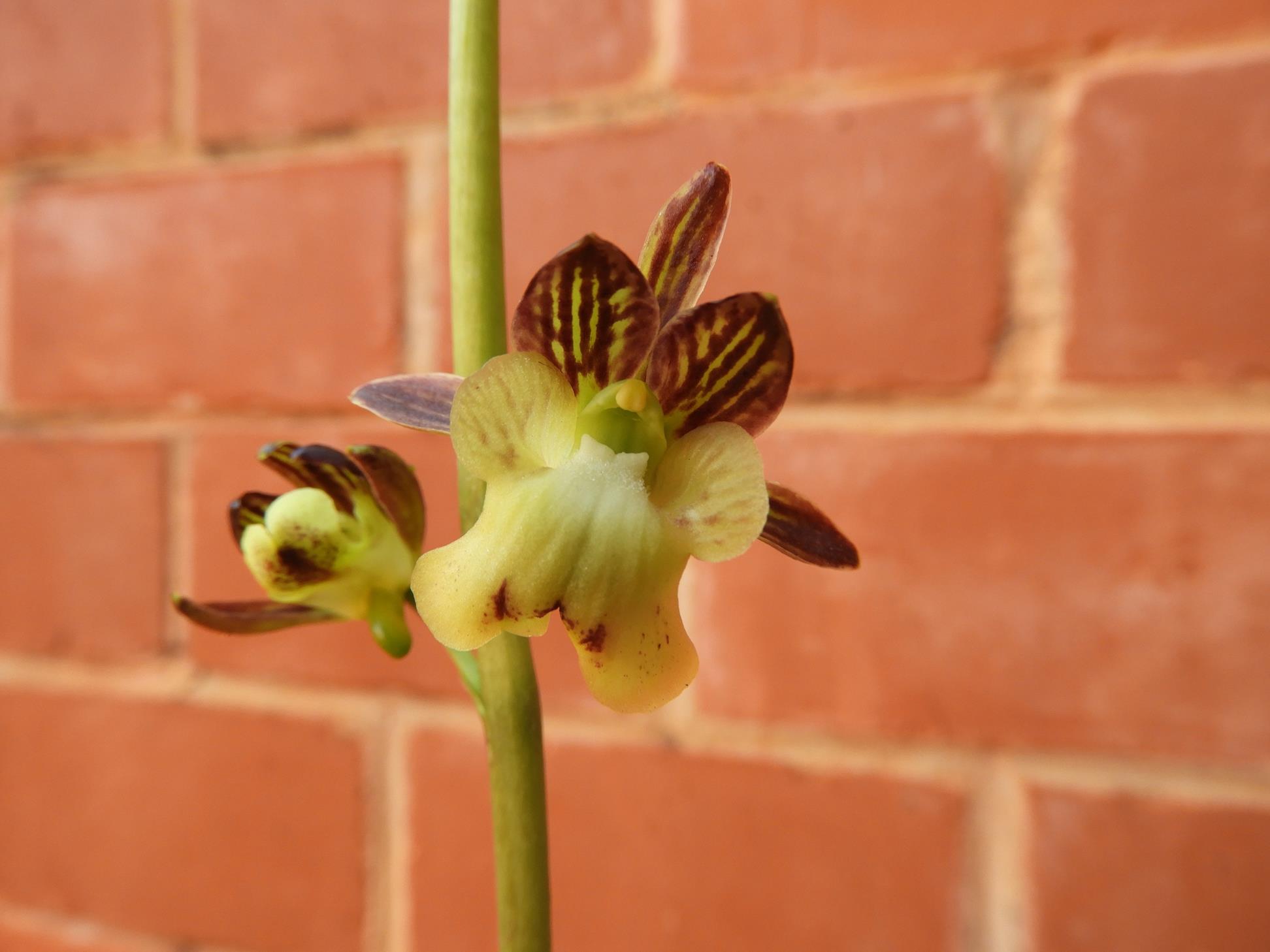 Oeceoclades saundersiana Oeceoclades saundersiana