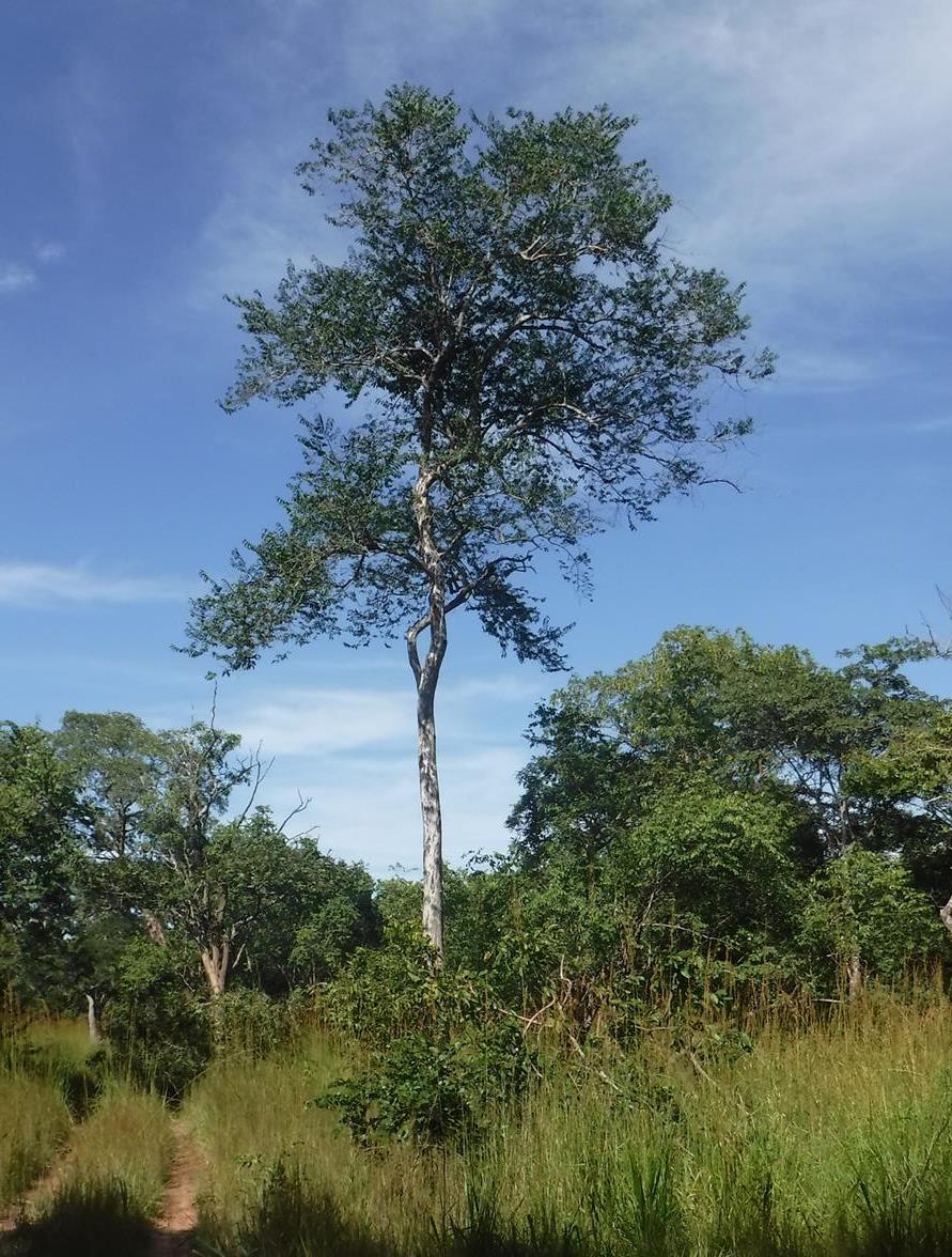 Diospyros mweroensis